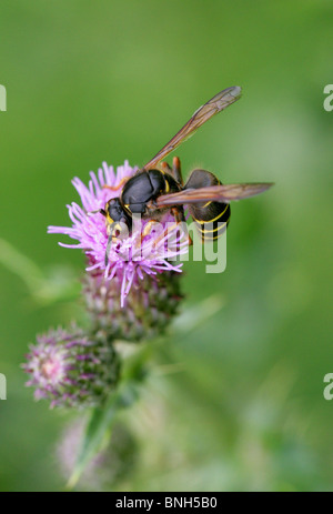 Mittlere Wespe, Dolichovespula Media, Vespinae, Vespidae, Taillenwespen, Hymenoptera Stockfoto