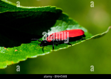 Die rote Lilie Käfer, The Lily Fresser, rote Insekt Stockfoto