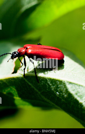 Die rote Lilie Käfer, The Lily Fresser, rote Insekt Stockfoto