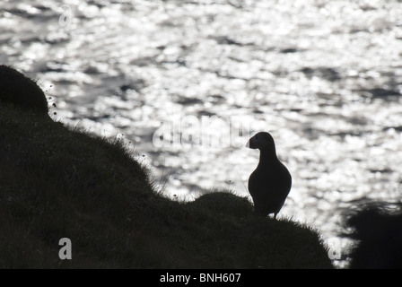 Atlantic Papageitaucher Fratercula Arctica Vestmannaeyjar Island Stockfoto