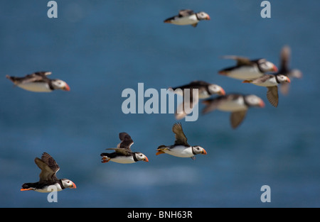 Gruppe der Papageientaucher im Flug Stockfoto