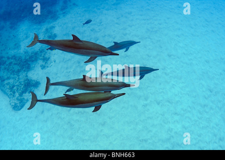 Hawaiian Spinner-Delfine, Stenella Longirostris, Honomalino Bay, Milolii, Big Island, Hawaii, USA, Pazifik Stockfoto