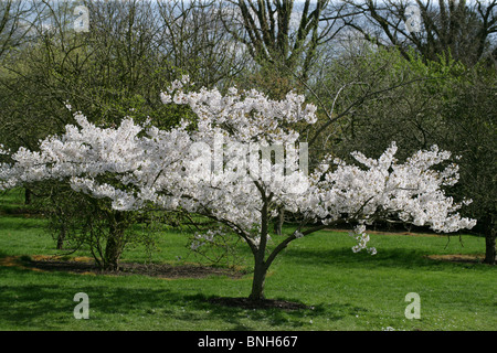 Yoshino blühenden Kirsche, Prunus X yedoensis, Rosengewächse, Japan Stockfoto