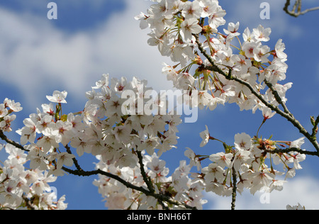 Yoshino blühenden Kirsche, Prunus X yedoensis, Rosengewächse, Japan Stockfoto