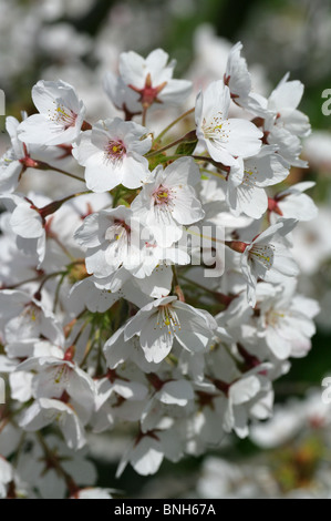 Yoshino blühenden Kirsche, Prunus X yedoensis, Rosengewächse, Japan Stockfoto