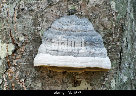 HUF-Pilz (Zündstoff Fomentarius) Stockfoto