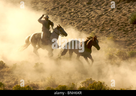 Cowboy im Galopp und Abseilen Wildpferden durch die Wüste Stockfoto