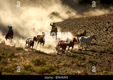 Cowgirl und Cowboy im Galopp und Abseilen Wildpferden durch die Wüste Stockfoto