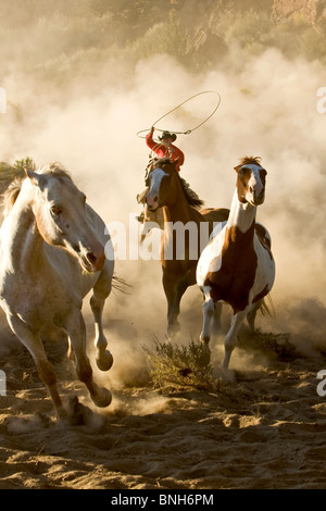 Ein Cowboy im Galopp und Abseilen Wildpferde in der Wüste Stockfoto