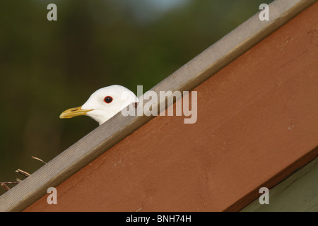 Larus Canus, gemeinsame Möwe oder Mew Gull, sitzt auf ihrem Nest auf einem norwegischen Haus. Einnahme von Ion Nordland, Norwegen Stockfoto