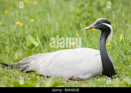 Demoiselle Kran (Anthropoides Virgo). Weibchen am Nest zwei Eier ausbrüten. Stockfoto