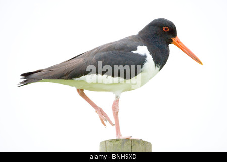 Austernfischer (Haematopus Ostralegus). Thront auf einem Pfosten. Stockfoto