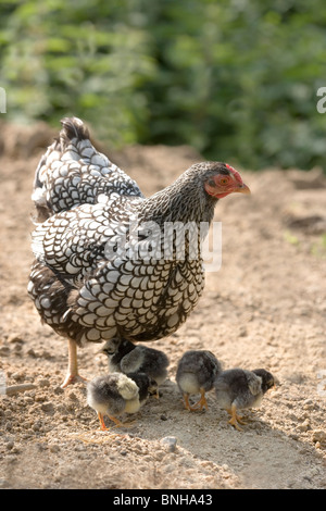 Silber-geschnürt Wyandotte Glucke und Küken. (Gallus Gallus Domesticus). Stockfoto