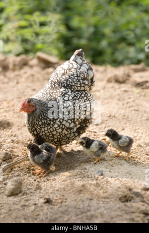 Silber-geschnürt Wyandotte Glucke und Küken. (Gallus Gallus Domesticus). Stockfoto