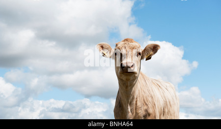 Junge Kuh gegen blauen Wolkenhimmel Stockfoto