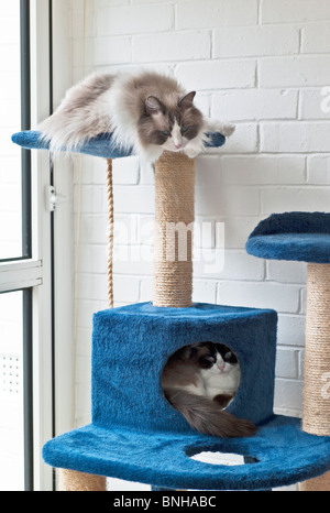 Zwei Erwachsene Ragdollkatzen auf einem Turm Stockfoto