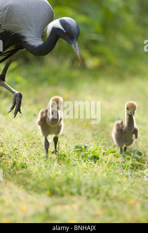 Demoiselle Kräne (Anthropoides Virgo). Eltern gehen mit 5 Tage alten Küken. Stockfoto