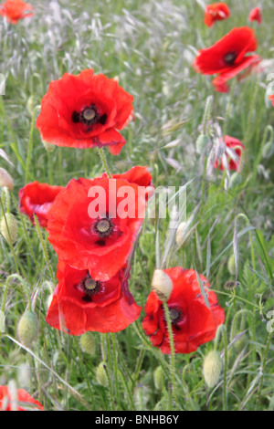 Bereich der rote Mohn in den Wind in den ländlichen Gebieten Großbritanniens wächst Stockfoto