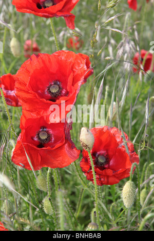 Bereich der rote Mohn in den Wind in den ländlichen Gebieten Großbritanniens wächst Stockfoto