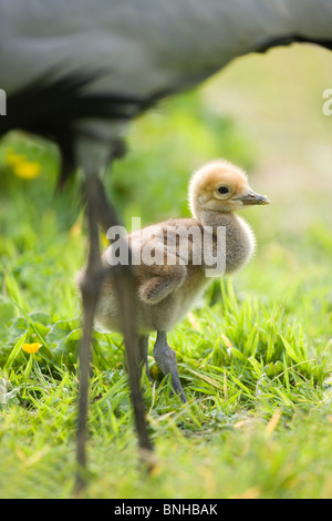 Demoiselle Krane (Anthropoides virgo). Fünf Tage alten Küken unter Eltern. Nidifugous Junge. Stockfoto