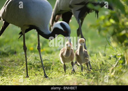 Demoiselle Kräne (Anthropoides Virgo). Eltern auf der Suche nach wirbellosen Tieren als Nahrung für Küken. Stockfoto