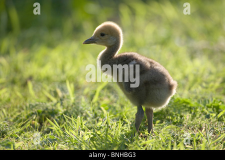 Demoiselle Kran Küken (Anthropoides Virgo). 5 Tage alt. In der Nähe von Silhouette; Foto genommen gegen die untergehende Sonne. Stockfoto