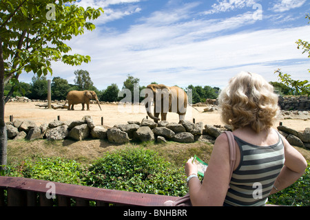 EINE WEIBLICHE BESUCHER AUF DER ELEFANTENANLAGE COLCHESTER ZOO Stockfoto