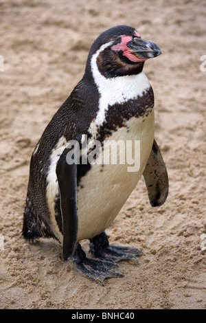 Eine Nahaufnahme von einem Humboldt-Pinguin Stockfoto