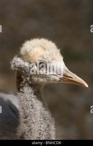 Demoiselle Kran (Anthropoides Virgo). Leiter der 53 Tage alten Küken. Während der Mauser in juvenile Gefieder. Stockfoto