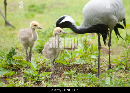 Demoiselle Krane (Anthropoides virgo). Geschwister 12 Tage alten Küken mit Elternteil. Zweiten Elternteil folgende, oben links Bild. Stockfoto