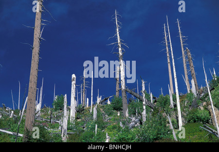 USA Washington Mount St.Helens vulkanischen National Monument Washington State Vulkan Katastrophe verbrannte Bäume Wald Natur Stockfoto