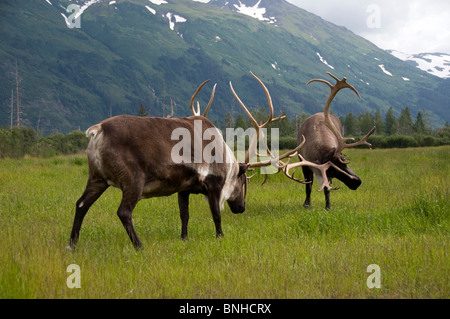 Karge Boden Caribou Rangifer Tarandus Groenlandicus USA Nordamerika Alaska Natur Natur wilde Tiere Tier zwei kämpfen Stockfoto