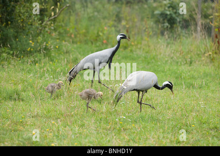 Demoiselle Kräne (Anthropoides Virgo). Zuchtpaar mit 12 Tage alten Küken. Stockfoto