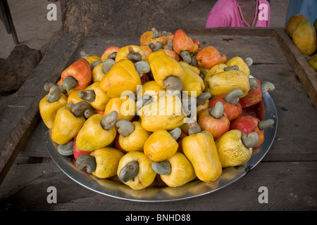 Cashew Obst (Anacardium Occidentale) Gambia Afrika. Stockfoto