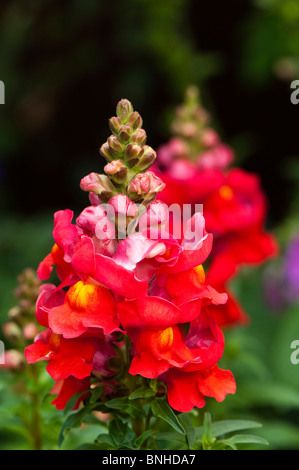 Antirrhinum F1 Scarlet in Blüte Stockfoto