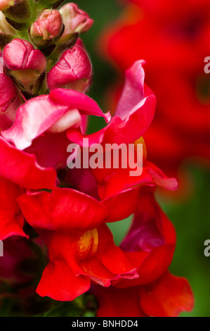 Antirrhinum F1 Scarlet in Blüte Stockfoto