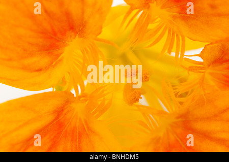 Abstrakte schließen sich einer Kapuzinerkresse Majus "Whirlybird" Blume Stockfoto