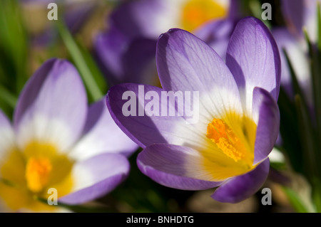 Nahaufnahme von Violette Krokusse wachsen auf Steingarten in hellem Sonnenlicht aufgenommen Stockfoto