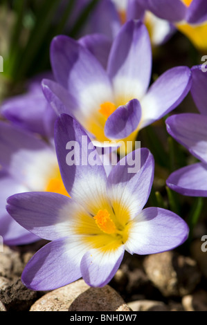 Nahaufnahme von Violette Krokusse wachsen auf Steingarten in hellem Sonnenlicht aufgenommen Stockfoto