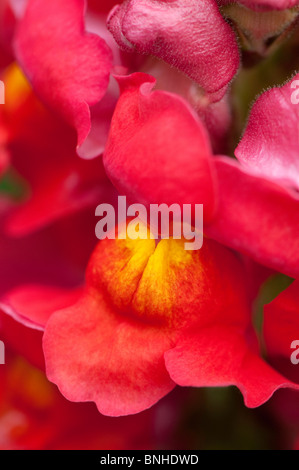 Nahaufnahme von Antirrhinum F1 Scarlet in Blüte Stockfoto