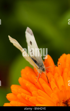 Kleiner weißer Schmetterling, Pieris Rapae auf eine Calendula Officinalis flower Stockfoto