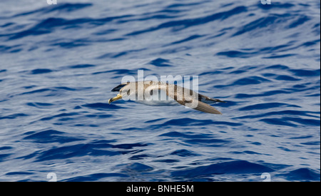 Cagarros Shearwater Diomeda Calonectris im Flug über Wellen auf dem Meer Stockfoto