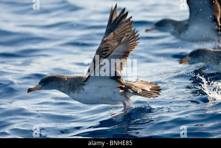 Cagarros Shearwater Diomeda Calonectris im Flug über Wellen auf dem Meer Stockfoto