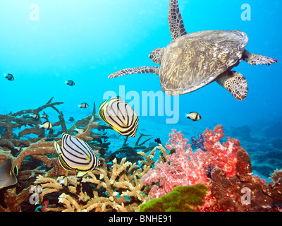 Unterwasserlandschaft mit paar Falterfische und Schildkröte Stockfoto