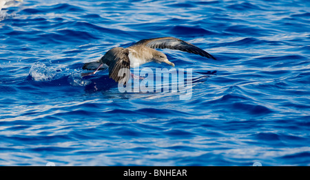 Cagarros Shearwater Diomeda Calonectris im Flug über Wellen auf dem Meer Stockfoto