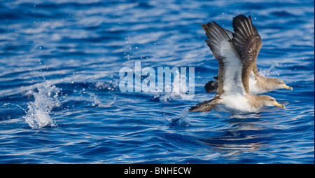 Cagarros Shearwater Diomeda Calonectris im Flug über Wellen auf dem Meer Stockfoto