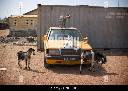 Hausziegen (Capra Hircus) auf das Dach klettern und Ausruhen auf der Motorhaube eines gambischen Taxis, Banjul, Gambia. Stockfoto