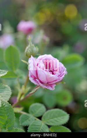 Kohl Rose (Rosa centifolia x'Rose de Meaux') Stockfoto