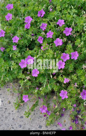 Bloody cranesbill (Geranium sanguineum 'Tiny Monster') Stockfoto