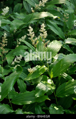 Falsche Narde (maianthemum racemosum Syn. smilacina Racemosa) Stockfoto